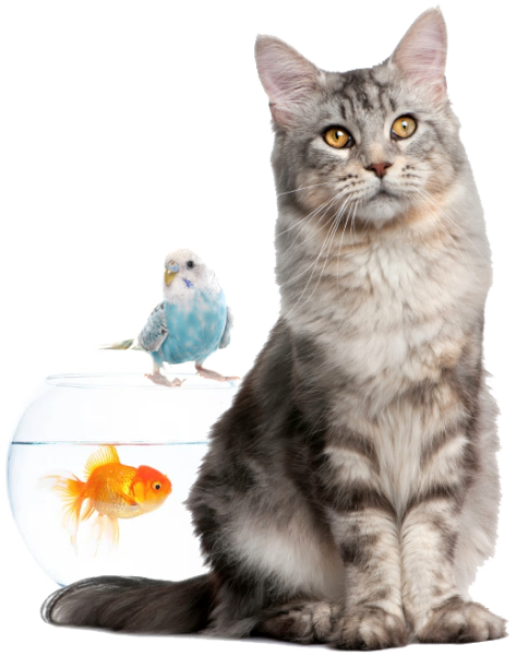 cat_pets